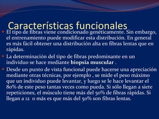 Características funcionales El tipo de fibras viene condicionado genéticamente. Sin embargo, el entrenamiento puede modificar esta distribución. En general es más fácil obtener una distribución alta en fibras lentas que en rápidas.  La determinación del tipo de fibras predominante en un individuo se hace mediante  biopsia muscular  .  Desde un punto de vista funcional puede hacerse una apreciación mediante otras técnicas, por ejemplo , se mide el peso máximo que un individuo puede levantar, y luego se le hace levantar el 80% de este peso tantas veces como pueda. Si sólo llegan a siete repeticiones, el músculo tiene más del 50% de fibras rápidas. Si llegan a 12  o más es que más del 50% son fibras lentas.  