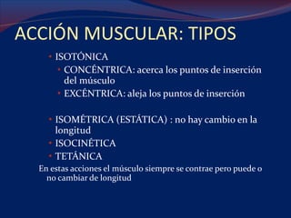 ACCIÓN MUSCULAR: TIPOS ISOTÓNICA CONCÉNTRICA: acerca los puntos de inserción del músculo EXCÉNTRICA: aleja los puntos de inserción ISOMÉTRICA (ESTÁTICA) : no hay cambio en la longitud ISOCINÉTICA  TETÁNICA  En estas acciones el músculo siempre se contrae pero puede o no cambiar de longitud 
