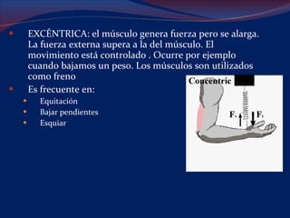 EXCÉNTRICA: el músculo genera fuerza pero se alarga. La fuerza externa supera a la del músculo. El movimiento está controlado . Ocurre por ejemplo cuando bajamos un peso. Los músculos son utilizados como freno  Es frecuente en: Equitación Bajar pendientes Esquiar 