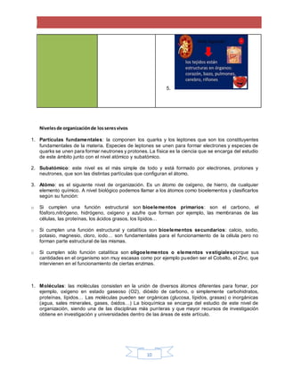 10
5.
Nivelesde organizaciónde losseresvivos
1. Partículas fundamentales: la componen los quarks y los leptones que son los constituyentes
fundamentales de la materia. Especies de leptones se unen para formar electrones y especies de
quarks se unen para formar neutrones y protones. La física es la ciencia que se encarga del estudio
de este ámbito junto con el nivel atómico y subatómico.
2. Subatómico: este nivel es el más simple de todo y está formado por electrones, protones y
neutrones, que son las distintas partículas que configuran el átomo.
3. Atómo: es el siguiente nivel de organización. Es un átomo de oxígeno, de hierro, de cualquier
elemento químico. A nivel biológico podemos llamar a los átomos como bioelementos y clasificarlos
según su función:
o Si cumplen una función estructural son bioelementos primarios: son el carbono, el
fósforo,nitrógeno, hidrógeno, oxígeno y azufre que forman por ejemplo, las membranas de las
células, las proteínas, los ácidos grasos, los lípidos…
o Si cumplen una función estructural y catalítica son bioelementos secundarios: calcio, sodio,
potasio, magnesio, cloro, iodo… son fundamentales para el funcionamiento de la célula pero no
forman parte estructural de las mismas.
o Si cumplen sólo función catalítica son oligoelementos o elementos vestigialesporque sus
cantidades en el organismo son muy escasas como por ejemplo pueden ser el Cobalto, el Zinc, que
intervienen en el funcionamiento de ciertas enzimas.
1. Moléculas: las moléculas consisten en la unión de diversos átomos diferentes para fomar, por
ejemplo, oxígeno en estado gaseoso (O2), dióxido de carbono, o simplemente carbohidratos,
proteínas, lípidos… Las moléculas pueden ser orgánicas (glucosa, lípidos, grasas) o inorgánicas
(agua, sales minerales, gases, óxidos…) La bioquímica se encarga del estudio de este nivel de
organización, siendo una de las disciplinas más punteras y que mayor recursos de investigación
obtiene en investigación y universidades dentro de las áreas de este artículo.
 
