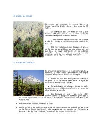 El bosque de encino
Conformado por especies del género Quecos o
Robles, presenta árboles de 6 a 8 o hasta de 30
metros.
 Se distribuye casi por todo el país y sus
diversas latitudes, por lo que el clima varía de
calientes o templados húmedos a secos.
 La precipitación media anual varía de 350 mm
a más de 2,00mm, la temperatura media anual de 10
a 26 ° C.
 Está muy relacionado con bosques de pinos,
por lo que las comunidades de pino-encino son las
que tiene la mayor distribución en los sistemas
montañosos del país, y son a su vez, las más
explotadas en la industria forestal de México.
El bosque de coníferas
Se encuentra generalmente en regiones templadas y
semifríos, y montañosas, presentando una amplia
variedad de diversidad florística y ecológica.
 Dentro de este tipo de vegetación, el bosque
de pinos es el de mayor importancia, le sigue en
importancia el bosque de Oyamel.
 Se distribuyen en diversas sierras del país,
principalmente en el Eje Neo volcánico, en zonas de
clima semifrío y húmedo.
 Los bosques de pino y de abeto están
siempre verdes. El bosque de coníferas junto con el
de encino representan uno de los recursos forestales económicos más importantes de
nuestro país.
 Sus principales especies son Pinos y Avíes.
 Cerca del 80 % del volumen total anual de madera producida proviene de los pinos
de la Sierra Madre Occidental; principalmente de los estados de Chihuahua y
Durango y del Eje Neo volcánico Transversal, del estado de Michoacán.
 