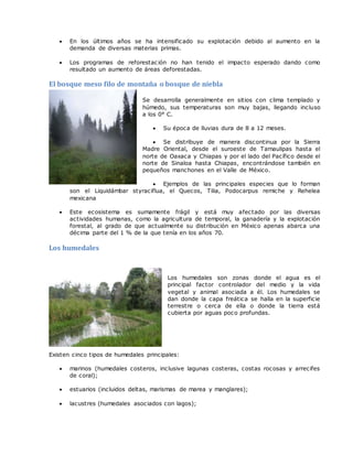  En los últimos años se ha intensificado su explotación debido al aumento en la
demanda de diversas materias primas.
 Los programas de reforestación no han tenido el impacto esperado dando como
resultado un aumento de áreas deforestadas.
El bosque meso filo de montaña o bosque de niebla
Se desarrolla generalmente en sitios con clima templado y
húmedo, sus temperaturas son muy bajas, llegando incluso
a los 0° C.
 Su época de lluvias dura de 8 a 12 meses.
 Se distribuye de manera discontinua por la Sierra
Madre Oriental, desde el suroeste de Tamaulipas hasta el
norte de Oaxaca y Chiapas y por el lado del Pacífico desde el
norte de Sinaloa hasta Chiapas, encontrándose también en
pequeños manchones en el Valle de México.
 Ejemplos de las principales especies que lo forman
son el Liquidámbar styraciflua, el Quecos, Tilia, Podocarpus remiche y Rehelea
mexicana
 Este ecosistema es sumamente frágil y está muy afectado por las diversas
actividades humanas, como la agricultura de temporal, la ganadería y la explotación
forestal, al grado de que actualmente su distribución en México apenas abarca una
décima parte del 1 % de la que tenía en los años 70.
Los humedales
Los humedales son zonas donde el agua es el
principal factor controlador del medio y la vida
vegetal y animal asociada a él. Los humedales se
dan donde la capa freática se halla en la superficie
terrestre o cerca de ella o donde la tierra está
cubierta por aguas poco profundas.
Existen cinco tipos de humedales principales:
 marinos (humedales costeros, inclusive lagunas costeras, costas rocosas y arrecifes
de coral);
 estuarios (incluidos deltas, marismas de marea y manglares);
 lacustres (humedales asociados con lagos);
 