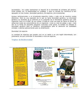 escarabajos-, los cuales representan la mayoría de la diversidad de animales del planeta.
Como puedes ver, la biodiversidad es compleja, y para su estudio los científicos la han
agrupado en tres niveles: diversidad genética, de especies y de ecosistemas.
Aunque pertenezcamos a un ecosistema especifico todos y cada uno de nosotros somos
diferentes. Esto es una expresión de lo que se llama diversidad genética. La diversidad
genética es resultado de la variación en el contenido de la información genética que cada
organismo tiene en el ADN* de sus células. El ADN es como una base de datos en donde se
almacenan todas las características de un organismo -como su color de pelaje y ojos-; todo
ello en la forma de pequeños paquetes conocidos como genes, El hombre ha utilizado la
diversidad genética para su beneficio, principalmente para la obtención de variedades
animales o plantas aprovechando para su alimentación
Diversidad de especies
La variedad de especies que pueden vivir en un medio o en una región determinada, son
justamente las que conforman la diversidad a nivel de especies.
Tríptico de Biodiversidad
 