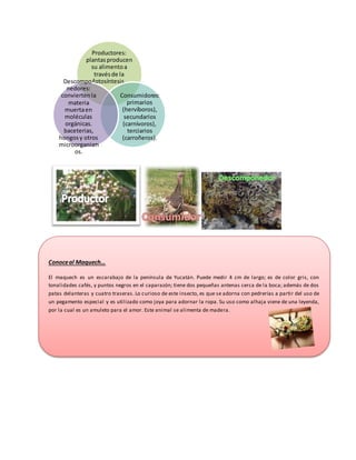 Productores:
plantasproducen
su alimentoa
travésde la
fotosíntesis.
Consumidores:
primarios
(hervíboros),
secundarios
(carnívoros),
terciarios
(carroñeros).
Descompo-
nedores:
conviertenla
materia
muertaen
moléculas
orgánicas.
baceterias,
hongosy otros
microorganism
os.
Conoceal Maquech…
El maquech es un escarabajo de la península de Yucatán. Puede medir 4 cm de largo; es de color gris, con
tonalidades cafés, y puntos negros en el caparazón; tiene dos pequeñas antenas cerca de la boca; además de dos
patas delanteras y cuatro traseras. Lo curioso de este insecto, es que se adorna con pedrerías a partir del uso de
un pegamento especial y es utilizado como joya para adornar la ropa. Su uso como alhaja viene de una leyenda,
por la cual es un amuleto para el amor. Este animal se alimenta de madera.
 