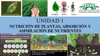 UNIDAD 1
NUTRICIÓN DE PLANTAS, ABSORCIÓN Y
ASIMILACIÓN DE NUTRIENTES
 