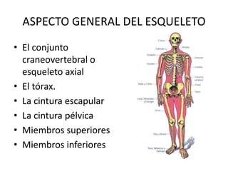 ASPECTO GENERAL DEL ESQUELETO
• El conjunto
craneovertebral o
esqueleto axial
• El tórax.
• La cintura escapular
• La cintura pélvica
• Miembros superiores
• Miembros inferiores
 