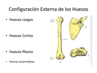 Configuración Externa de los Huesos
• Huesos Largos
• Huesos Cortos
• Huesos Planos
• Huesos sesamoideos
 
