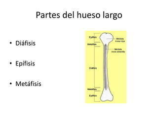 Partes del hueso largo
• Diáfisis
• Epífisis
• Metáfisis
 