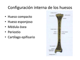 Configuración interna de los huesos
• Hueso compacto
• Hueso esponjoso
• Médula ósea
• Periostio
• Cartílago epifisario
 