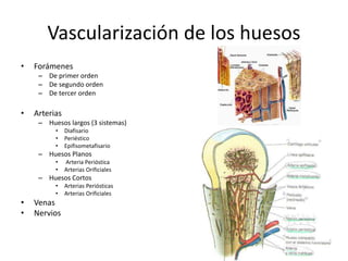 Vascularización de los huesos
• Forámenes
– De primer orden
– De segundo orden
– De tercer orden
• Arterias
– Huesos largos (3 sistemas)
• Diafisario
• Periéstico
• Epifisometafisario
– Huesos Planos
• Arteria Perióstica
• Arterias Orificiales
– Huesos Cortos
• Arterias Periósticas
• Arterias Orificiales
• Venas
• Nervios
 