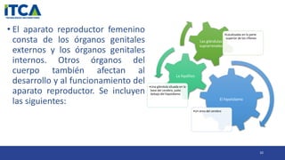 • El aparato reproductor femenino
consta de los órganos genitales
externos y los órganos genitales
internos. Otros órganos del
cuerpo también afectan al
desarrollo y al funcionamiento del
aparato reproductor. Se incluyen
las siguientes:
10
El hipotálamo
•Un área del cerebro
La hipófisis
•Una glándula situada en la
base del cerebro, justo
debajo del hipotálamo
Las glándulas
suprarrenales
•Localizadas en la parte
superior de los riñones
 