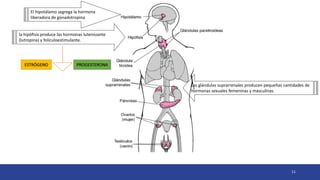 11
El hipotálamo segrega la hormona
liberadora de gonadotropina
la hipófisis produce las hormonas luteinizante
(lutropina) y foliculoestimulante.
ESTRÓGENO PROGESTERONA
Las glándulas suprarrenales producen pequeñas cantidades de
hormonas sexuales femeninas y masculinas.
 