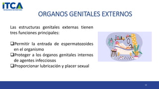 ORGANOS GENITALES EXTERNOS
12
Las estructuras genitales externas tienen
tres funciones principales:
Permitir la entrada de espermatozoides
en el organismo
Proteger a los órganos genitales internos
de agentes infecciosos
Proporcionar lubricación y placer sexual
 