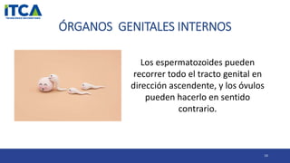 ÓRGANOS GENITALES INTERNOS
14
Los espermatozoides pueden
recorrer todo el tracto genital en
dirección ascendente, y los óvulos
pueden hacerlo en sentido
contrario.
 