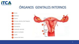 ÓRGANOS GENITALES INTERNOS
15
 