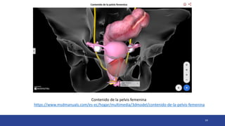 16
Contenido de la pelvis femenina
https://www.msdmanuals.com/es-ec/hogar/multimedia/3dmodel/contenido-de-la-pelvis-femenina
 