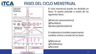 FASES DEL CICLO MENSTRUAL
23
El ciclo menstrual puede ser dividido en
fases. El ovario procede a través de las
siguientes fases:
Folicular (preovulatorio)
Ovulatorio
Lútea (postovulatorio)
El endometrio también experimenta
cambios cíclicos a través de las fases:
Menstrual
Proliferativo
Secretor
 