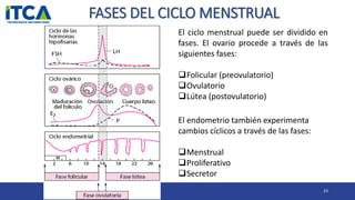 FASES DEL CICLO MENSTRUAL
23
El ciclo menstrual puede ser dividido en
fases. El ovario procede a través de las
siguientes ...