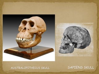 AUSTRALOPITHECUS SKULL SAPIENS SKULL 
 