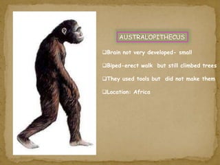 AUSTRALOPITHECUS 
Brain not very developed- small 
Biped-erect walk but still climbed trees 
They used tools but did not make them 
Location: Africa 
 