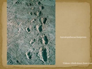 Autralopithecus footprints 
Videos: climb down from trees 
 