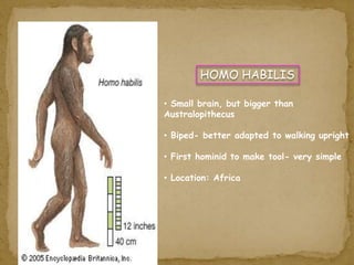 HOMO HABILIS 
• Small brain, but bigger than 
Australopithecus 
• Biped- better adapted to walking upright 
• First hominid to make tool- very simple 
• Location: Africa 
 