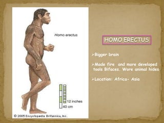 HOMO ERECTUS 
Bigger brain 
Made fire and more developed 
tools Bifaces. Wore animal hides 
Location: Africa- Asia 
 
