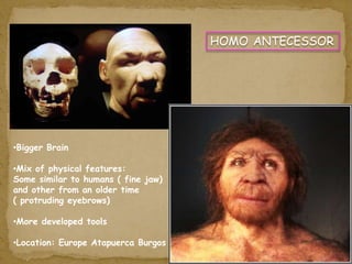 •Bigger Brain 
•Mix of physical features: 
Some similar to humans ( fine jaw) 
and other from an older time 
( protruding eyebrows) 
•More developed tools 
•Location: Europe Atapuerca Burgos 
HOMO ANTECESSOR 
 