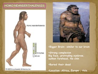 Bigger Brain- similar to our brain 
Strong complexion 
Big face, protruding eyebrow, 
sunken forehead, No chin 
Buried their dead 
Location: Africa, Europe , Asia 
HOMO NEANDERTHALENSIS 
 