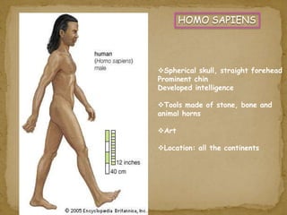 HOMO SAPIENS 
Spherical skull, straight forehead 
Prominent chin 
Developed intelligence 
Tools made of stone, bone and 
animal horns 
Art 
Location: all the continents 
 