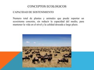 CAPACIDAD DE SOSTENIMIENTO
Numero total de plantas y animales que puede soportar un
ecosistema concreto, sin reducir la capacidad del medio, para
mantener la vida en el nivel y la calidad deseada a largo plazo.
CONCEPTOS ECOLOGICOS
 