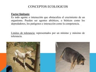 CONCEPTOS ECOLOGICOS
Factor limitante
Es todo agente o interacción que obstaculiza el crecimiento de un
organismo. Pueden ser agentes abióticos, o bióticos como los
depredadores, los patógenos e interacción como la competencia.
Limites de tolerancia: representados por un mínimo y máximo de
tolerancia.
 