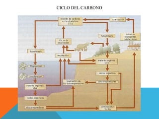 CICLO DEL CARBONO
 