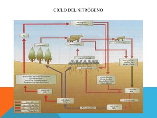 CICLO DEL NITRÓGENO
 