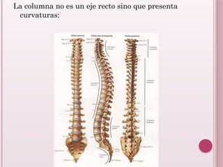 unidad 1 Sistema Osteoarticular1212.pptx