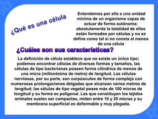 Entendemos por ella a una unidad
mínima de un organismo capaz de
actuar de forma autónoma;
absolutamente la totalidad de ellos
están formados por células y no se
define como tal si no consta al menos
de una célula
La definición de célula establece que no existe un único tipo;
podemos encontrar células de diversas formas y tamaños, las
células de tipo bacterianas poseen forma cilíndrica de menos de
una micra (millonésima de metro) de longitud. Las células
nerviosas, por su parte, son corpúsculos de forma compleja con
numerosas prolongaciones delgadas que alcanzan varios metros de
longitud; las células de tipo vegetal posee más de 100 micras de
longitud y su forma es poligonal. Las que constituyen los tejidos
animales suelen ser compactas, miden entre 10 y 20 micras y su
membrana superficial es deformable y muy plegada.
 