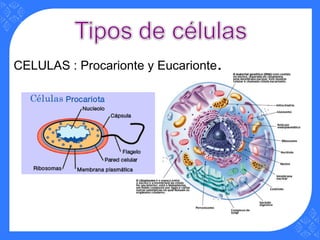 CELULAS : Procarionte y Eucarionte.
 