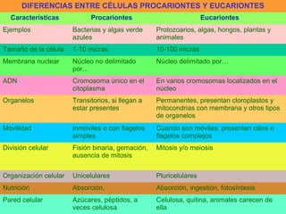 DIFERENCIAS ENTRE CÉLULAS PROCARIONTES Y EUCARIONTES
Características Procariontes Eucariontes
Ejemplos Bacterias y algas verde
azules
Protozoarios, algas, hongos, plantas y
animales
Tamaño de la célula 1-10 micras 10-100 micras
Membrana nuclear Núcleo no delimitado
por...
Núcleo delimitado por…
ADN Cromosoma único en el
citoplasma
En varios cromosomas localizados en el
núcleo
Organelos Transitorios, si llegan a
estar presentes
Permanentes, presentan cloroplastos y
mitocondrias con membrana y otros tipos
de organelos
Movilidad Inmóviles o con flagelos
simples
Cuando son móviles, presentan cilios o
flagelos complejos
División celular Fisión binaria, gemación,
ausencia de mitosis
Mitosis y/o meiosis
Organización celular Unicelulares Pluricelulares
Nutrición Absorción, Absorción, ingestión, fotosíntesis
Pared celular Azúcares, péptidos, a
veces celulosa
Celulosa, quitina, animales carecen de
ella
 