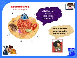 Estructuras
celulares
Que funciones
cumplen estas
estructuras???
3
1
5
6
7
2
4
¿Cuáles son
estas
estructuras
celulares ?
 