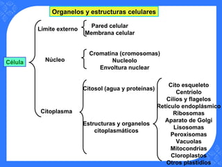 Célula
Límite externo
Núcleo
Citoplasma
Pared celular
Membrana celular
Citosol (agua y proteínas)
Cromatina (cromosomas)
Nucleolo
Envoltura nuclear
Estructuras y organelos
citoplasmáticos
Cito esqueleto
Centríolo
Cilios y flagelos
Retículo endoplásmico
Ribosomas
Aparato de Golgi
Lisosomas
Peroxisomas
Vacuolas
Mitocondrias
Cloroplastos
Otros plastidios
Organelos y estructuras celulares
 