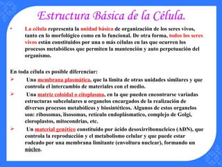 Estructura Básica de la Célula.
• La célula representa la unidad básica de organización de los seres vivos,
tanto en lo morfológico como en lo funcional. De otra forma, todos los seres
vivos están constituidos por una o más células en las que ocurren los
procesos metabólicos que permiten la mantención y auto perpetuación del
organismo.
En toda célula es posible diferenciar:
 Una membrana plasmática, que la limita de otras unidades similares y que
controla el intercambio de materiales con el medio.
 Una matriz coloidal o citoplasma, en la que pueden encontrarse variadas
estructuras subcelulares u organelos encargados de la realización de
diversos procesos metabólicos y biosintéticos. Algunos de estos organelos
son: ribosomas, lisosomas, retículo endoplásmatico, complejo de Golgi,
cloroplastos, mitocondrias, etc.
 Un material genético constituido por ácido desoxirribonucleico (ADN), que
controla la reproducción y el metabolismo celular y que puede estar
rodeado por una membrana limitante (envoltura nuclear), formando un
núcleo.
 