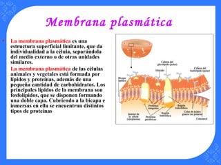 Membrana plasmática
• La membrana plasmática es una
estructura superficial limitante, que da
individualidad a la célula, separándola
del medio externo o de otras unidades
similares.
La membrana plasmática de las células
animales y vegetales está formada por
lípidos y proteínas, además de una
pequeña cantidad de carbohidratos. Los
principales lípidos de la membrana son
fosfolípidos, que se disponen formando
una doble capa. Cubriendo a la bicapa e
inmersas en ella se encuentran distintos
tipos de proteínas
 