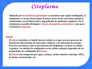 Citoplasma
Rodeado por la membrana plasmática se encuentra una región semilíquida, el
citoplasma, en la que tienen lugar la mayor parte de las reacciones químicas
relacionadas con la fabricación y degradación de moléculas orgánicas. En el
citoplasma es posible distinguir: citosol, citoesqueleto, inclusiones y una gran
variedad de organelos.
Citosol
El citosol constituye el medio interno celular en el que ocurren procesos de
biosíntesis (fabricación) de materiales celulares y de obtención de energía.
Procesos mecánicos como el movimiento del citoplasma o ciclosis en células
vegetales y la emisión de seudópodos en las células animales dependen de las
propiedades de semilíquido del citosol.
El citosol está compuesto por agua, enzimas, ácidos nucleicos (del tipo ARN),
proteínas estructurales, etc.
 