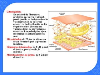 Citoesqueleto
Es una red de filamentos
proteicos que surca el citosol,
participando en la determinación
y conservación de la forma
celular, en la distribución de los
organelos en el citosol y en
variados tipos de movimientos
celulares. Los principales tipos
de filamentos citoesqueléticos
son:
Microtúbulos, de 25 µm de diámetro,
están formados por la proteína
tubulina.
Filamentos intermedios, de 8 -10 µm de
diámetro, por ejemplo, la
miosina.
Microfilamentos de actina, de 6 µm de
diámetro.
 