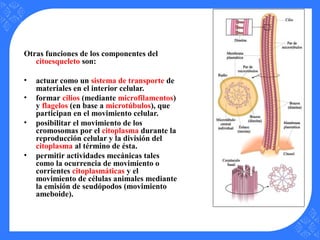 Otras funciones de los componentes del
citoesqueleto son:
• actuar como un sistema de transporte de
materiales en el interior celular.
• formar cilios (mediante microfilamentos)
y flagelos (en base a microtúbulos), que
participan en el movimiento celular.
• posibilitar el movimiento de los
cromosomas por el citoplasma durante la
reproducción celular y la división del
citoplasma al término de ésta.
• permitir actividades mecánicas tales
como la ocurrencia de movimiento o
corrientes citoplasmáticas y el
movimiento de células animales mediante
la emisión de seudópodos (movimiento
ameboide).
 