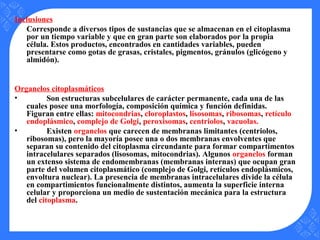 Inclusiones
Corresponde a diversos tipos de sustancias que se almacenan en el citoplasma
por un tiempo variable y que en gran parte son elaborados por la propia
célula. Estos productos, encontrados en cantidades variables, pueden
presentarse como gotas de grasas, cristales, pigmentos, gránulos (glicógeno y
almidón).
Organelos citoplasmáticos
• Son estructuras subcelulares de carácter permanente, cada una de las
cuales posee una morfología, composición química y función definidas.
Figuran entre ellas: mitocondrias, cloroplastos, lisosomas, ribosomas, retículo
endoplásmico, complejo de Golgi, peroxisomas, centriolos, vacuolas.
• Existen organelos que carecen de membranas limitantes (centriolos,
ribosomas), pero la mayoría posee una o dos membranas envolventes que
separan su contenido del citoplasma circundante para formar compartimentos
intracelulares separados (lisosomas, mitocondrias). Algunos organelos forman
un extenso sistema de endomembranas (membranas internas) que ocupan gran
parte del volumen citoplasmático (complejo de Golgi, retículos endoplásmicos,
envoltura nuclear). La presencia de membranas intracelulares divide la célula
en compartimientos funcionalmente distintos, aumenta la superficie interna
celular y proporciona un medio de sustentación mecánica para la estructura
del citoplasma.
 