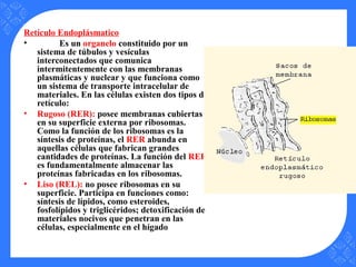 Retículo Endoplásmatico
• Es un organelo constituido por un
sistema de túbulos y vesículas
interconectados que comunica
intermitentemente con las membranas
plasmáticas y nuclear y que funciona como
un sistema de transporte intracelular de
materiales. En las células existen dos tipos de
retículo:
• Rugoso (RER): posee membranas cubiertas
en su superficie externa por ribosomas.
Como la función de los ribosomas es la
síntesis de proteínas, el RER abunda en
aquellas células que fabrican grandes
cantidades de proteínas. La función del RER
es fundamentalmente almacenar las
proteínas fabricadas en los ribosomas.
• Liso (REL): no posee ribosomas en su
superficie. Participa en funciones como:
síntesis de lípidos, como esteroides,
fosfolípidos y triglicéridos; detoxificación de
materiales nocivos que penetran en las
células, especialmente en el hígado
 