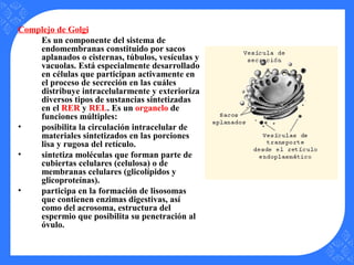 Complejo de Golgi
Es un componente del sistema de
endomembranas constituido por sacos
aplanados o cisternas, túbulos, vesículas y
vacuolas. Está especialmente desarrollado
en células que participan activamente en
el proceso de secreción en las cuáles
distribuye intracelularmente y exterioriza
diversos tipos de sustancias sintetizadas
en el RER y REL. Es un organelo de
funciones múltiples:
• posibilita la circulación intracelular de
materiales sintetizados en las porciones
lisa y rugosa del retículo.
• sintetiza moléculas que forman parte de
cubiertas celulares (celulosa) o de
membranas celulares (glicolípidos y
glicoproteínas).
• participa en la formación de lisosomas
que contienen enzimas digestivas, así
como del acrosoma, estructura del
espermio que posibilita su penetración al
óvulo.
 