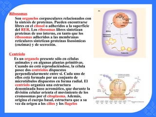 Ribosomas
Son organelos corpusculares relacionados con
la síntesis de proteínas. Pueden encontrarse
libres en el citosol o adheridos a la superficie
del RER. Los ribosomas libres sintetizan
proteínas de uso interno, en tanto que los
ribosomas adheridos a las membranas
reticulares sintetizan proteínas lisosómicas
(enzimas) y de secreción.
Centriolo
Es un organelo presente sólo en células
animales y en algunas plantas primitivas.
Cuando no está reproduciéndose, la célula
posee dos centriolos dispuestos
perpendicularmente entre sí. Cada uno de
ellos está formado por un conjunto de
microtúbulos dispuestos en forma radial. El
centriolo organiza una estructura
denominada huso acromático, que durante la
división celular orienta el movimiento de los
cromosomas por el citoplasma. Además,
origina el cuerpo basal, estructura que a su
vez da origen a los cilios y los flagelos
 
