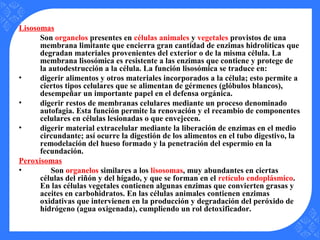 Lisosomas
Son organelos presentes en células animales y vegetales provistos de una
membrana limitante que encierra gran cantidad de enzimas hidrolíticas que
degradan materiales provenientes del exterior o de la misma célula. La
membrana lisosómica es resistente a las enzimas que contiene y protege de
la autodestrucción a la célula. La función lisosómica se traduce en:
• digerir alimentos y otros materiales incorporados a la célula; esto permite a
ciertos tipos celulares que se alimentan de gérmenes (glóbulos blancos),
desempeñar un importante papel en el defensa orgánica.
• digerir restos de membranas celulares mediante un proceso denominado
autofagia. Esta función permite la renovación y el recambio de componentes
celulares en células lesionadas o que envejecen.
• digerir material extracelular mediante la liberación de enzimas en el medio
circundante; así ocurre la digestión de los alimentos en el tubo digestivo, la
remodelación del hueso formado y la penetración del espermio en la
fecundación.
Peroxisomas
• Son organelos similares a los lisosomas, muy abundantes en ciertas
células del riñón y del hígado, y que se forman en el retículo endoplásmico.
En las células vegetales contienen algunas enzimas que convierten grasas y
aceites en carbohidratos. En las células animales contienen enzimas
oxidativas que intervienen en la producción y degradación del peróxido de
hidrógeno (agua oxigenada), cumpliendo un rol detoxificador.
 